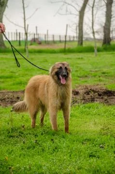 Belgian Shepherd practising postures and other things of dogs Stock Photos