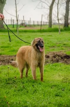 Belgian Shepherd practising postures and other things of dogs Stock Photos