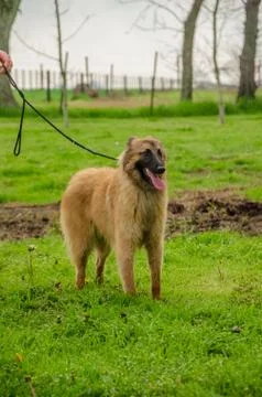Belgian Shepherd practising postures and other things of dogs Stock Photos