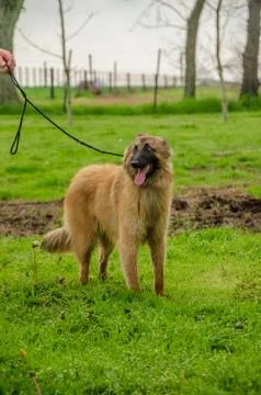 Belgian Shepherd practising postures and other things of dogs Stock Photos