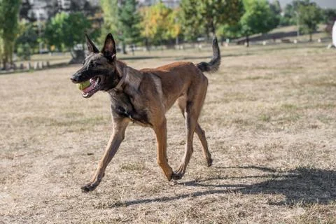 Belgian Shepherd Running Through the Grass. Selective focus Stock Photos
