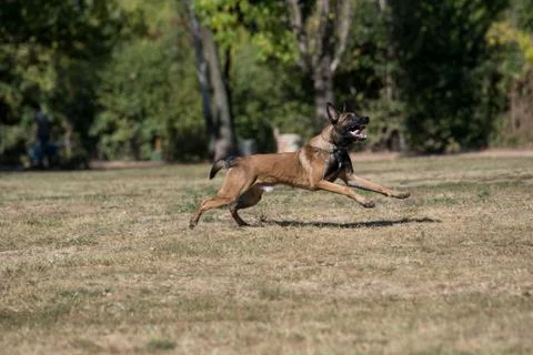 Belgian Shepherd Running Through the Grass. Selective focus Stock Photos