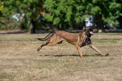 Belgian Shepherd Running Through the Grass. Selective focus Stock Photos