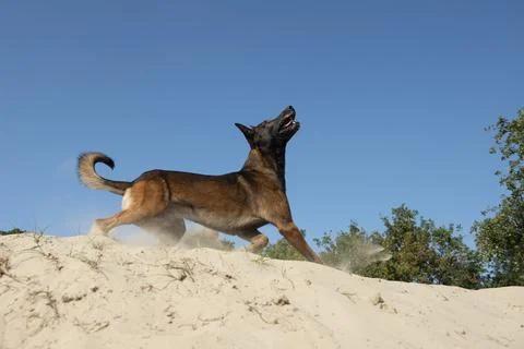 Belgian shepherd seen from the side ready to jump or catch  its toy in sand.. Stock Photos