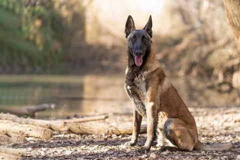 Belgian shepherd sitting in nature while looking at camera with his tongue out Stock Photos