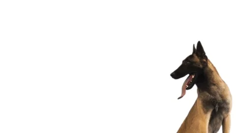 Belgian shepherd on white background Stock Footage 95078052