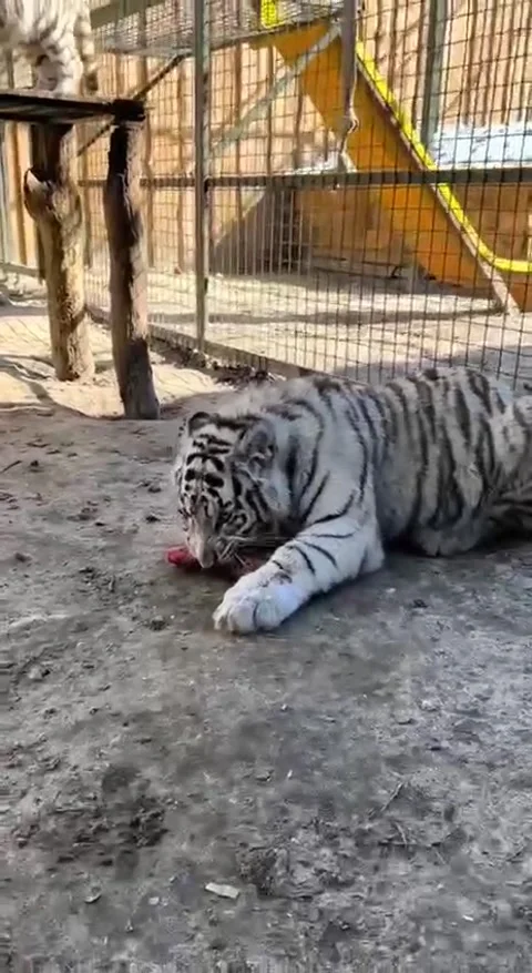 Belgian white tiger. Stock Footage 310943008