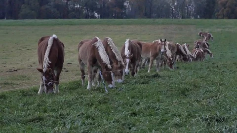Belgium Draft Horses Stock Footage 92872878