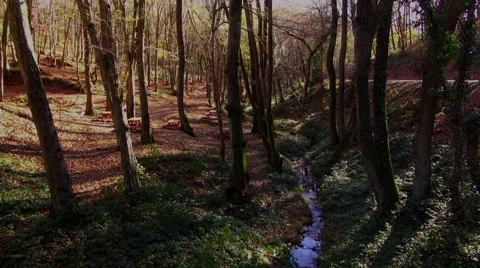 Belgrad Forest in Autumn Stock Footage 69030069