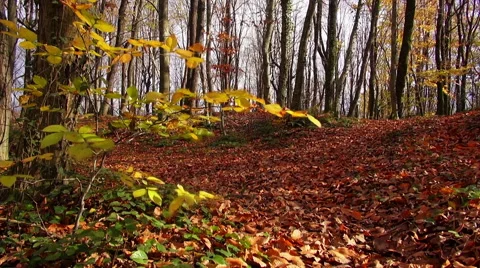Belgrad Forest in Autumn Video stock 69067510