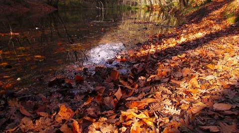 Belgrad Forest in Autumn Stock Footage 69069864