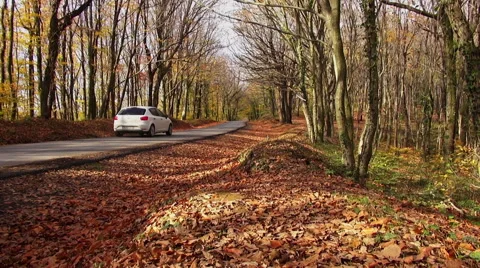 Belgrad Forest in Autumn Video stock 69070446