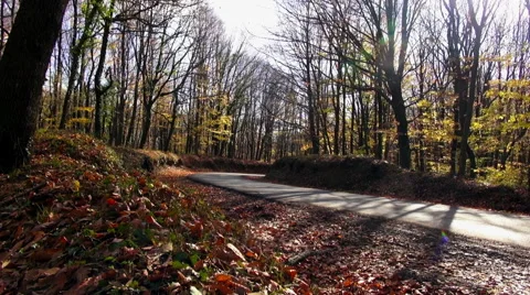 Belgrad Forest in Autumn Stock-Footage 69071244