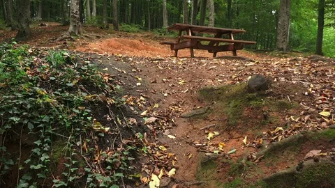 Belgrad Forest in October,  Turkey Stock Footage 100397983