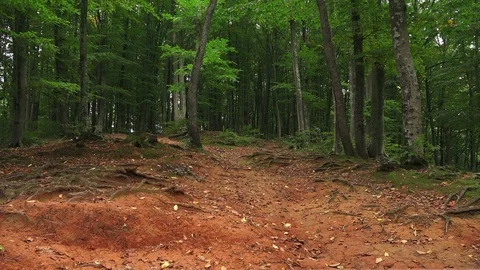 Belgrad Forest in October, Turkey Stock Footage 100398643