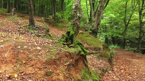 Belgrad Forest in October, Turkey Video stock 100403821