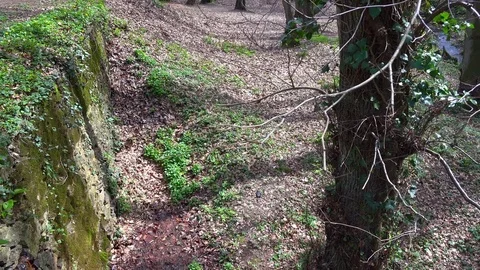 Belgrad forest in the spring, Turkey Stock Footage 74326424