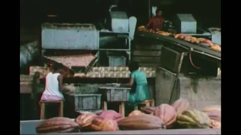 BELIZE - 1970s - Cacao is processed in machines at a cocoa processing plant Stock Footage 296405774
