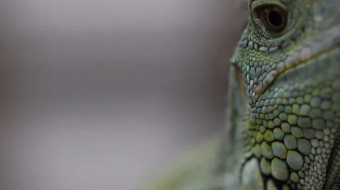 Belize Iguana rack focus Stock Footage 25510675