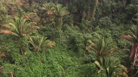 Belize Jungle Drone shot video, (Aerial) Stock-Footage 230788095