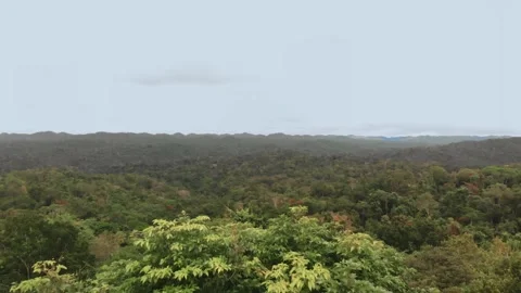 Belize Jungle Drone shot video, (Aerial) Stock Footage 230789864