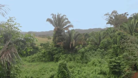 Belize Jungle Drone shot video, (Aerial) Stock Footage 230790891