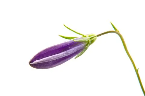Bell bud 스톡 사진