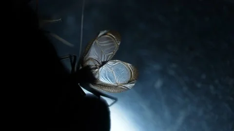 Bell cricket Stock Footage 203690007