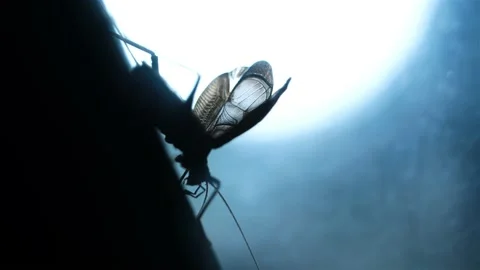 Bell cricket Stock Footage 239112977