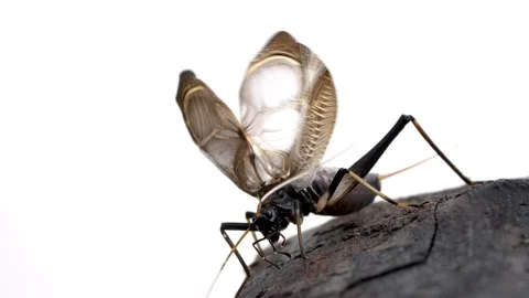 Bell cricket Stock Footage 239116200