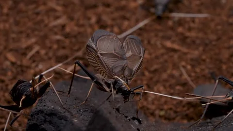 Bell Cricket. Stock Footage 244699552