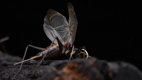 Bell cricket Video stock 309512968