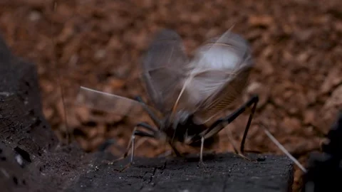 Bell crickets Stock Footage 275321832