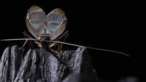 Bell crickets Stock Footage 276140549