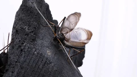 Bell crickets Video stock 276141445