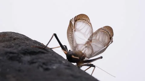 Bell crickets Stock Footage 276141504