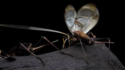 Bell crickets Stock Footage 308690904