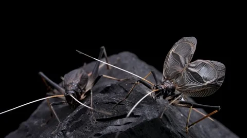 Bell crickets 库存影片 333718627