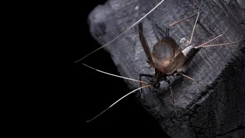 Bell crickets 库存影片 333718632