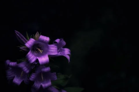 Bell flower on dark background Foto stock