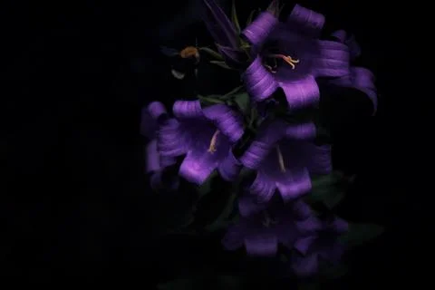 Bell flower on dark background Foto stock