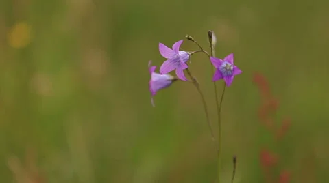 Bell flower Stock Footage 51554612