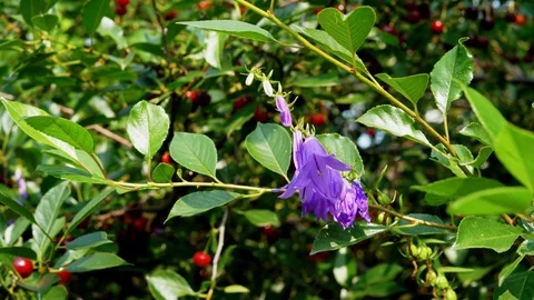 Bell flower next to a cherry tree Stock Footage 123434466