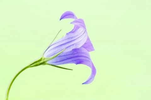 Bell flower Foto stock
