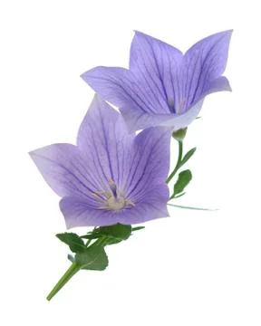 Bell flower Stock Photos