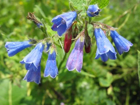 Bell flower Stockfoto's
