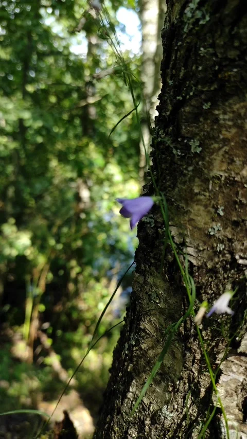 The bell in the forest moves from the wind, nature Stock Footage 157870737