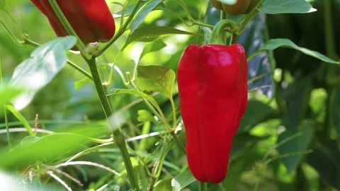 Bell pepper on a branch Stock Footage 80001539
