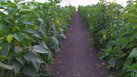 Bell pepper greenhouse overview Stock Footage 159495142
