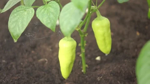 Bell Pepper  on the ground Stock-Footage 64311895